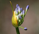 higher-self-medicine_thumb